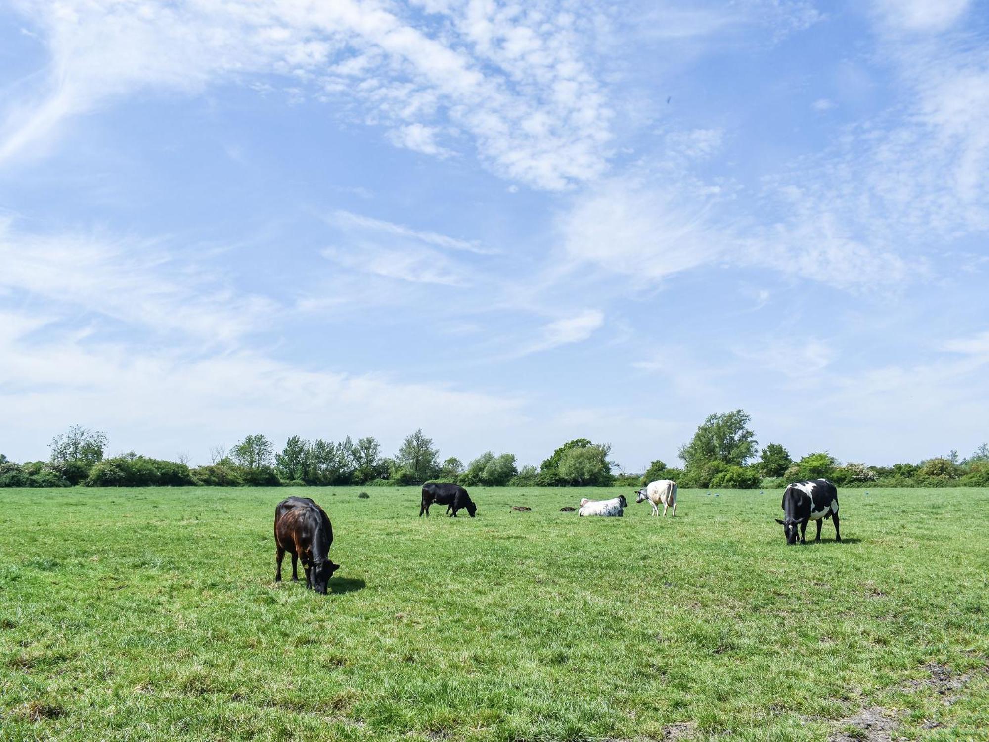 Green Acre Farm Ely Dış mekan fotoğraf
