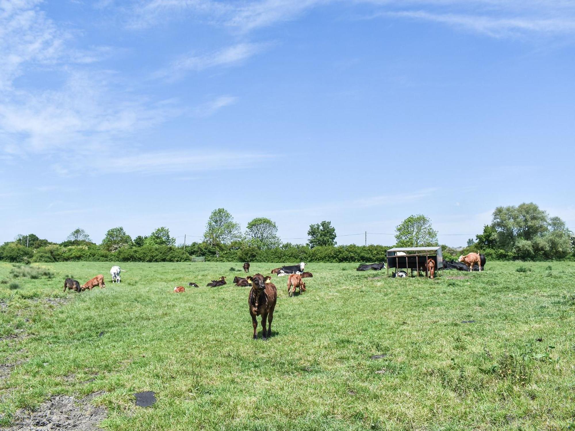Green Acre Farm Ely Dış mekan fotoğraf
